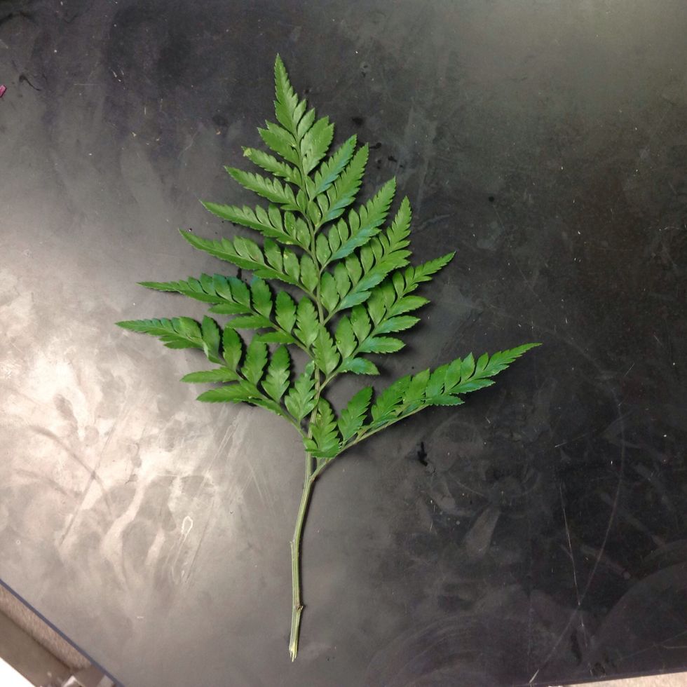 This is leather leaf before it was added to the bud vase. I Used three of these in my bud vase. They were located in the back of the bud vase and the two we're facing away from each other.