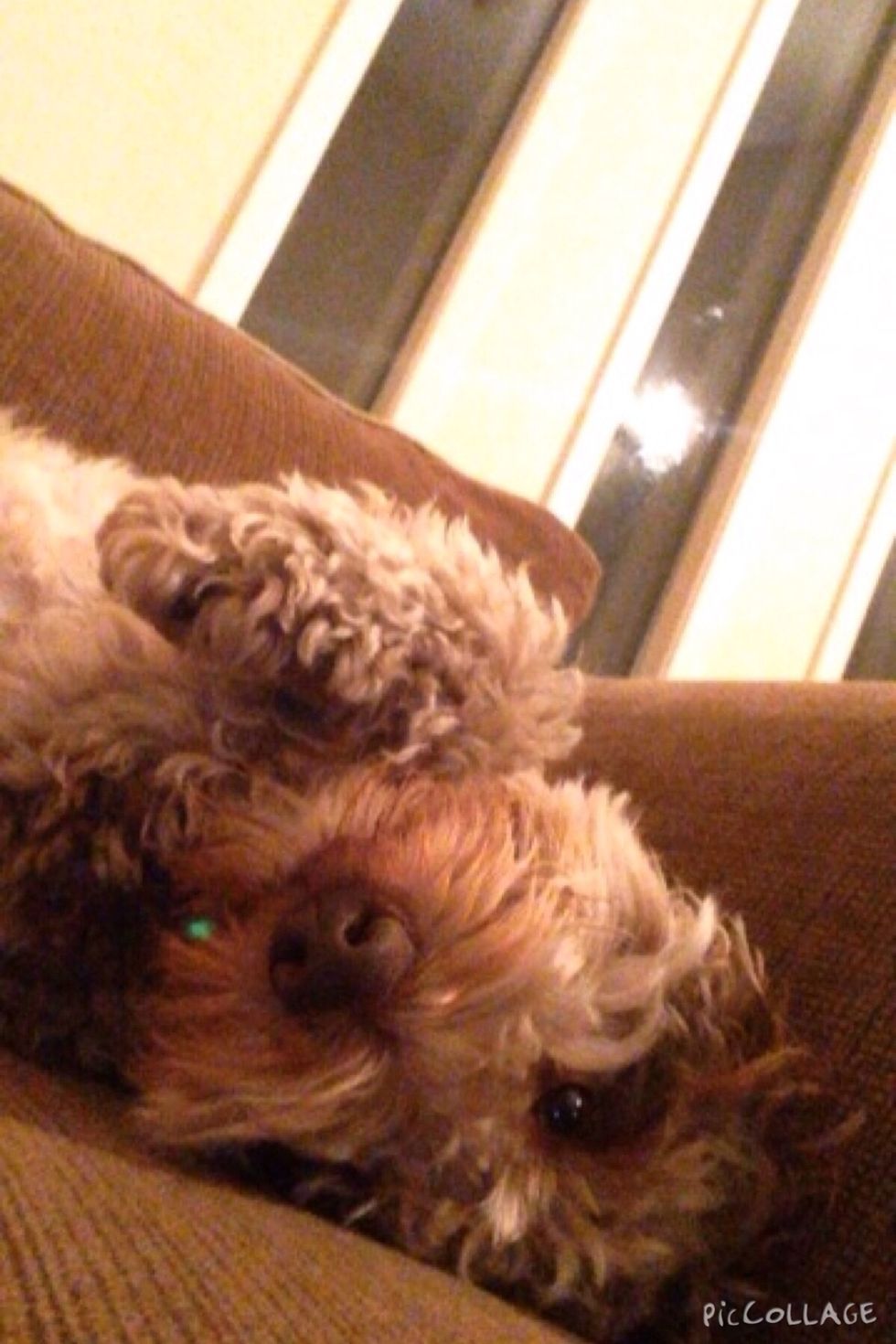 This is Maggie my labradoodle she needs to be cool this summer!!! Here are some tips!