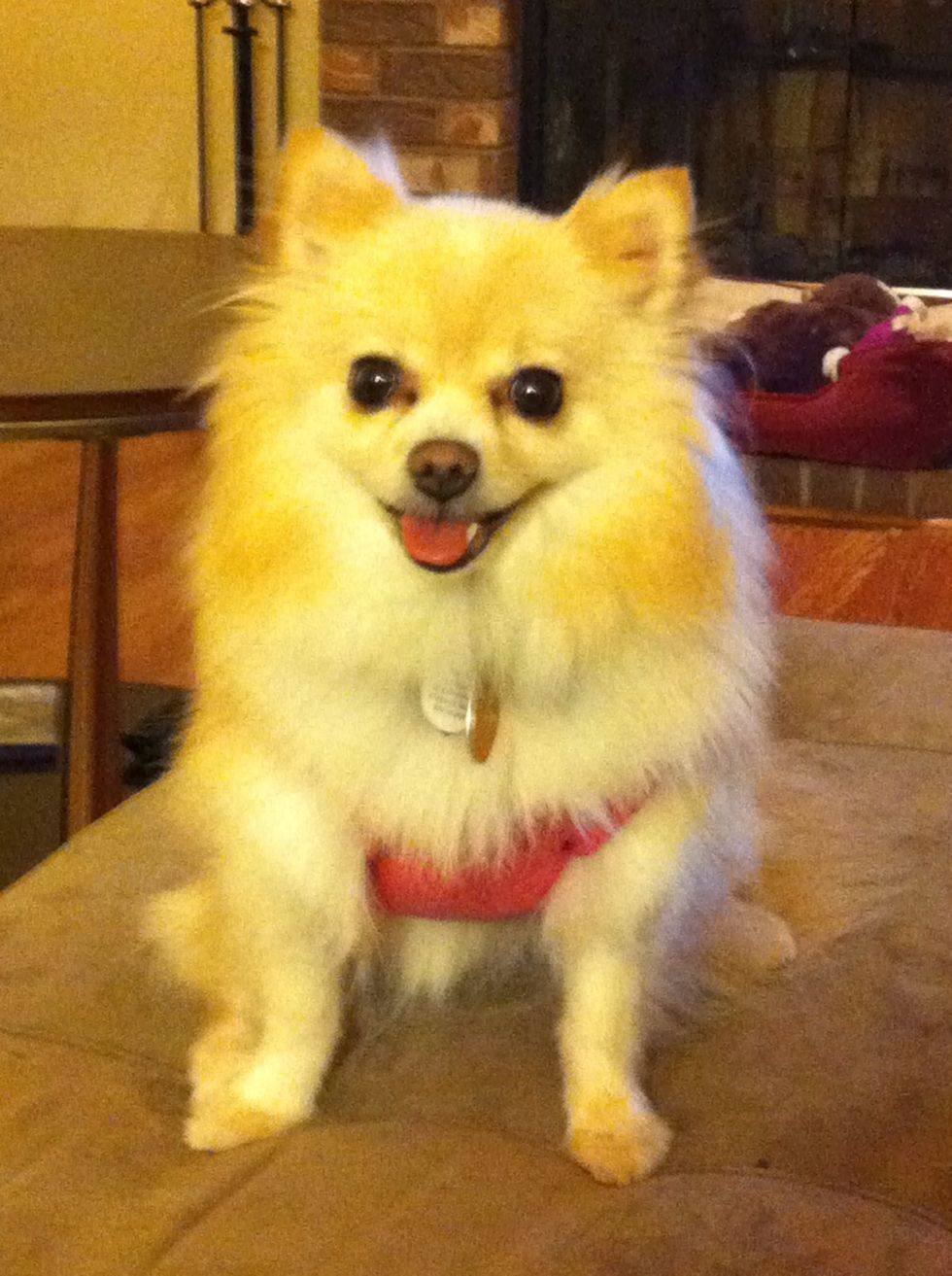 This is my baby pika aka pikachu - she says if i can do it then so can u ! If u can't then contact me :3 now get ready arf !