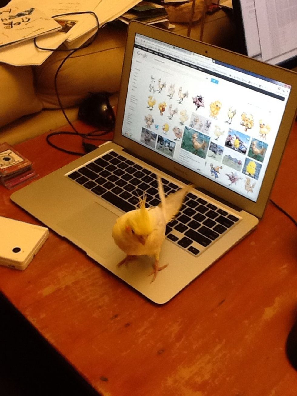 This is my bird. She is a cockatiel, called taliesen. Lots of cockatiels bite (she doesn't). If your small bird or parrot parrot bites you can stop it by following my tips.