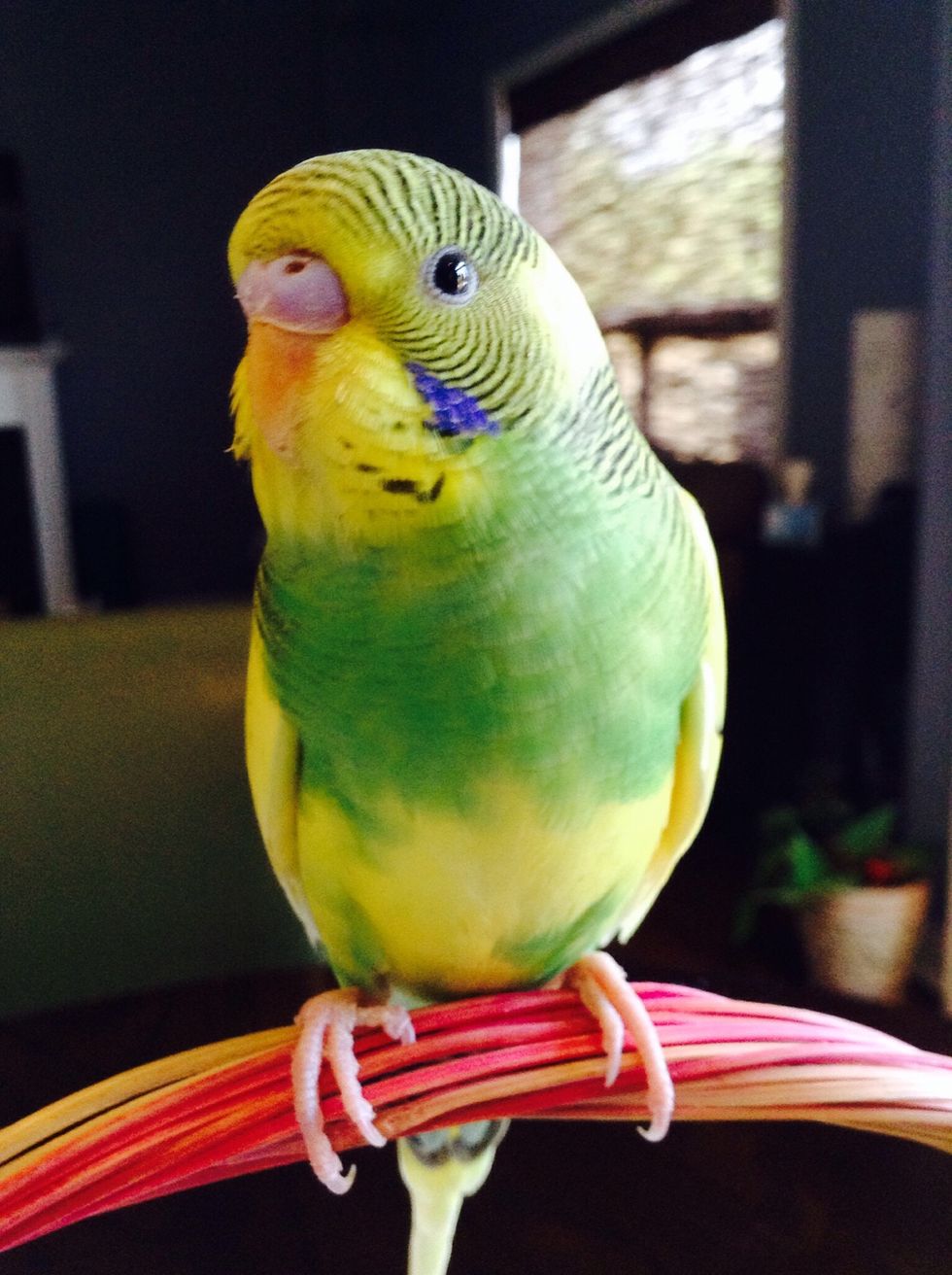 This is my budgie, Mango. He is only 4 months old, and is very healthy and happy. Today I would like to show you some methods, tips, and tricks, to lead your bird to a happy life! \ud83d\udc25 Enjoy!