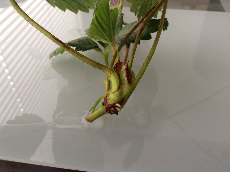 This is my cutting after only 2 days! You can see white roots already coming out of the bottom of the plant. When there are at least 4 roots that are 2 inches long you are ready to plant the cutting