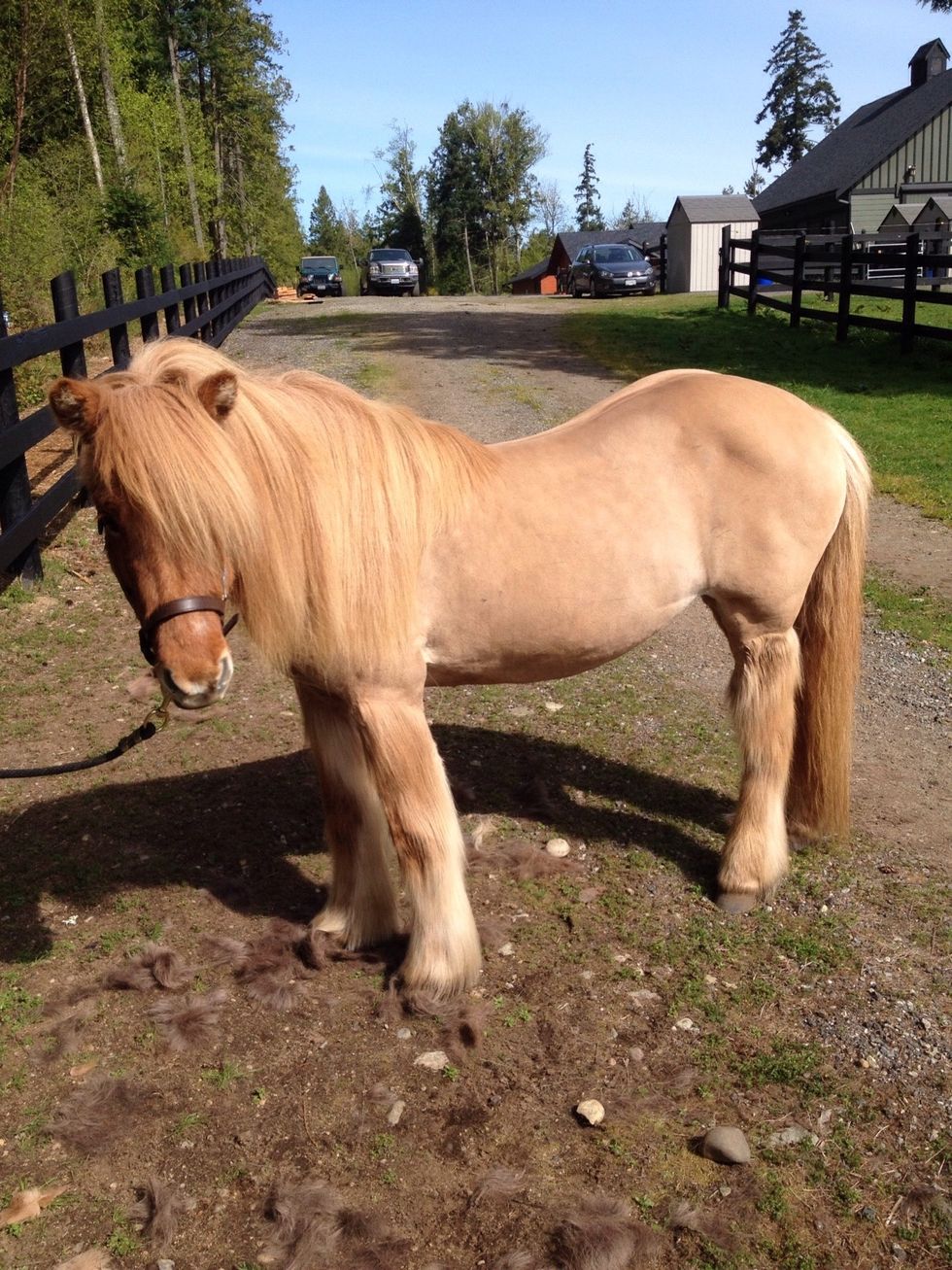 This is my horse, isn't she adorable!!! She's a great jumper too!!!