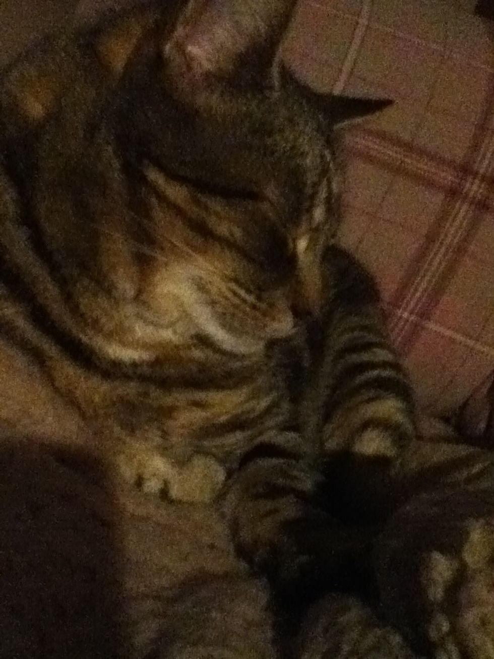 This is my inspiration, yep my cat, dragons have very cat-like characters and movements, try to use cat-like shapes and postures. Hope this helped. It reminds me of Toothless when Hiccup trains him.\ud83d\ude04