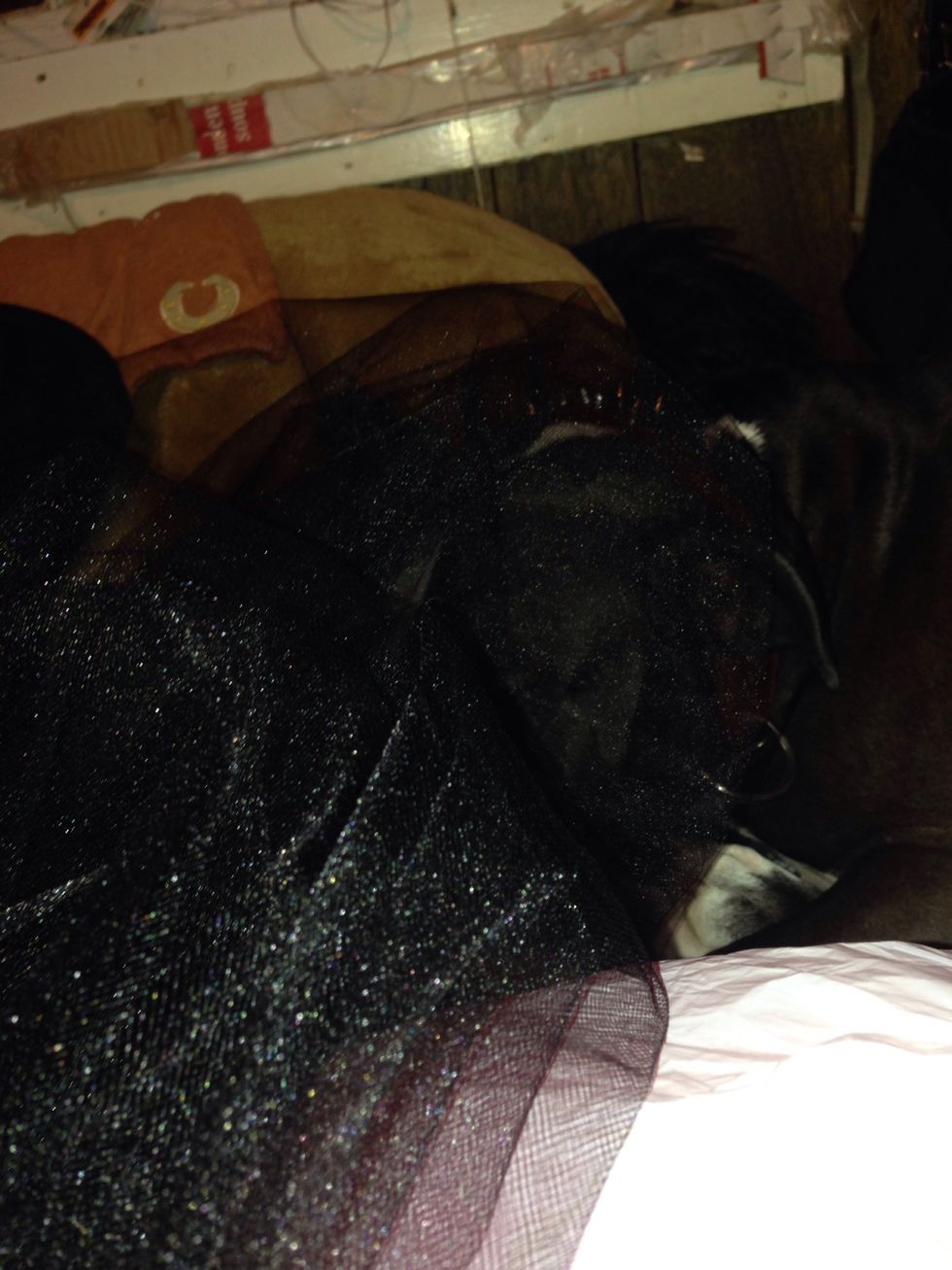 This is my tulle I used black and red!! And this is my help!! Little does she know but she's going to be getting one also!!