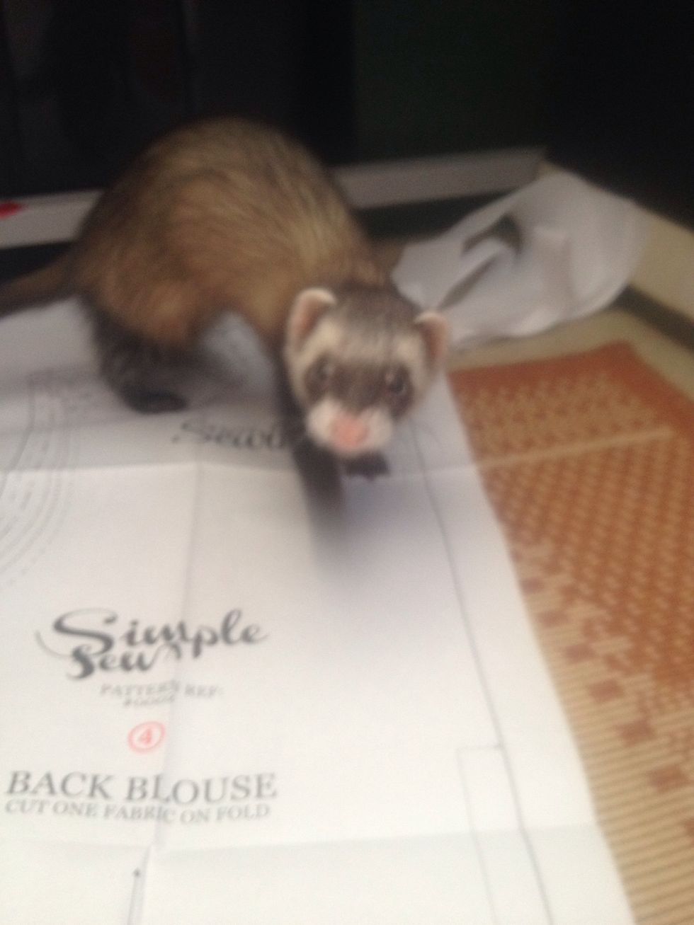 This is Phillipa! She likes to help me sew and sleeps in a bag of satin fabric under my desk while I'm working :)