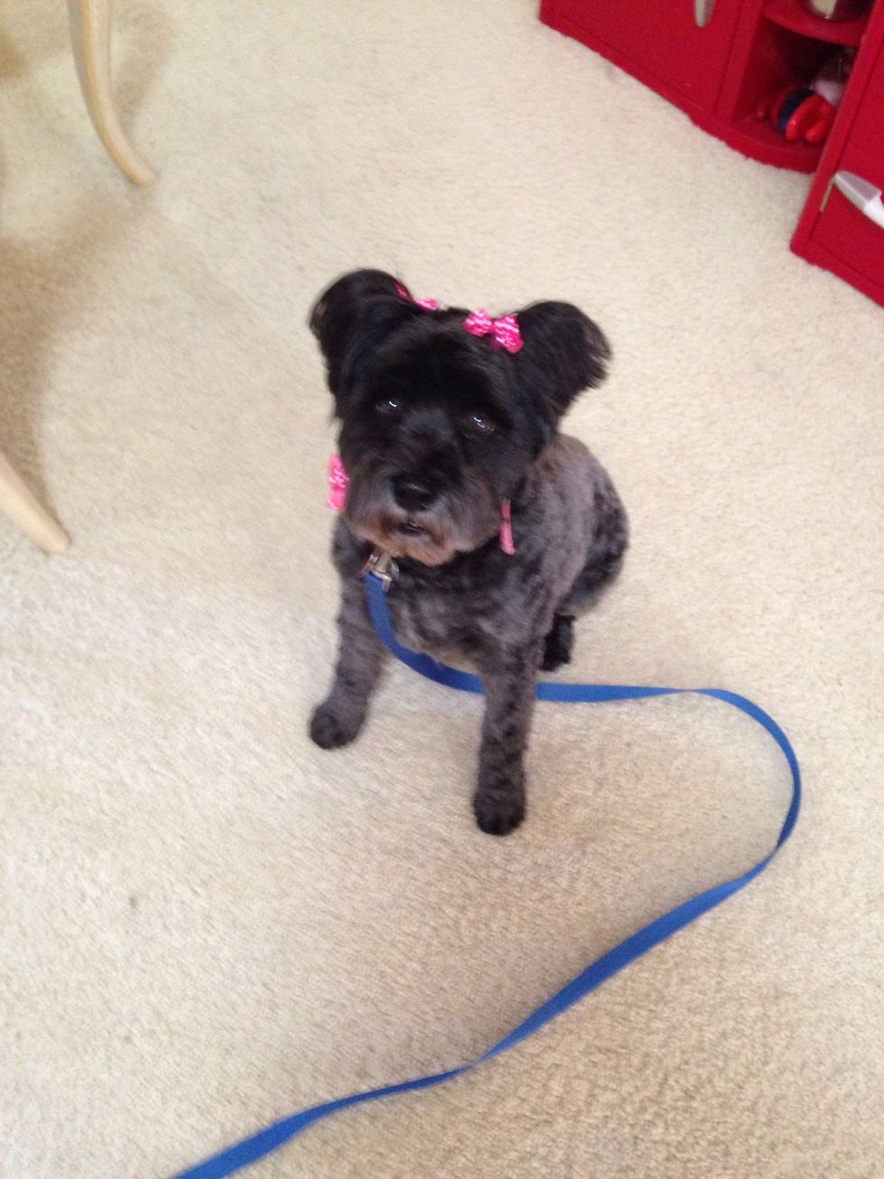 This is Scout, my 7 year old schnauzer. She is a girly girl who follows me everywhere! This is her with her new haircut. Isn't she cute!!