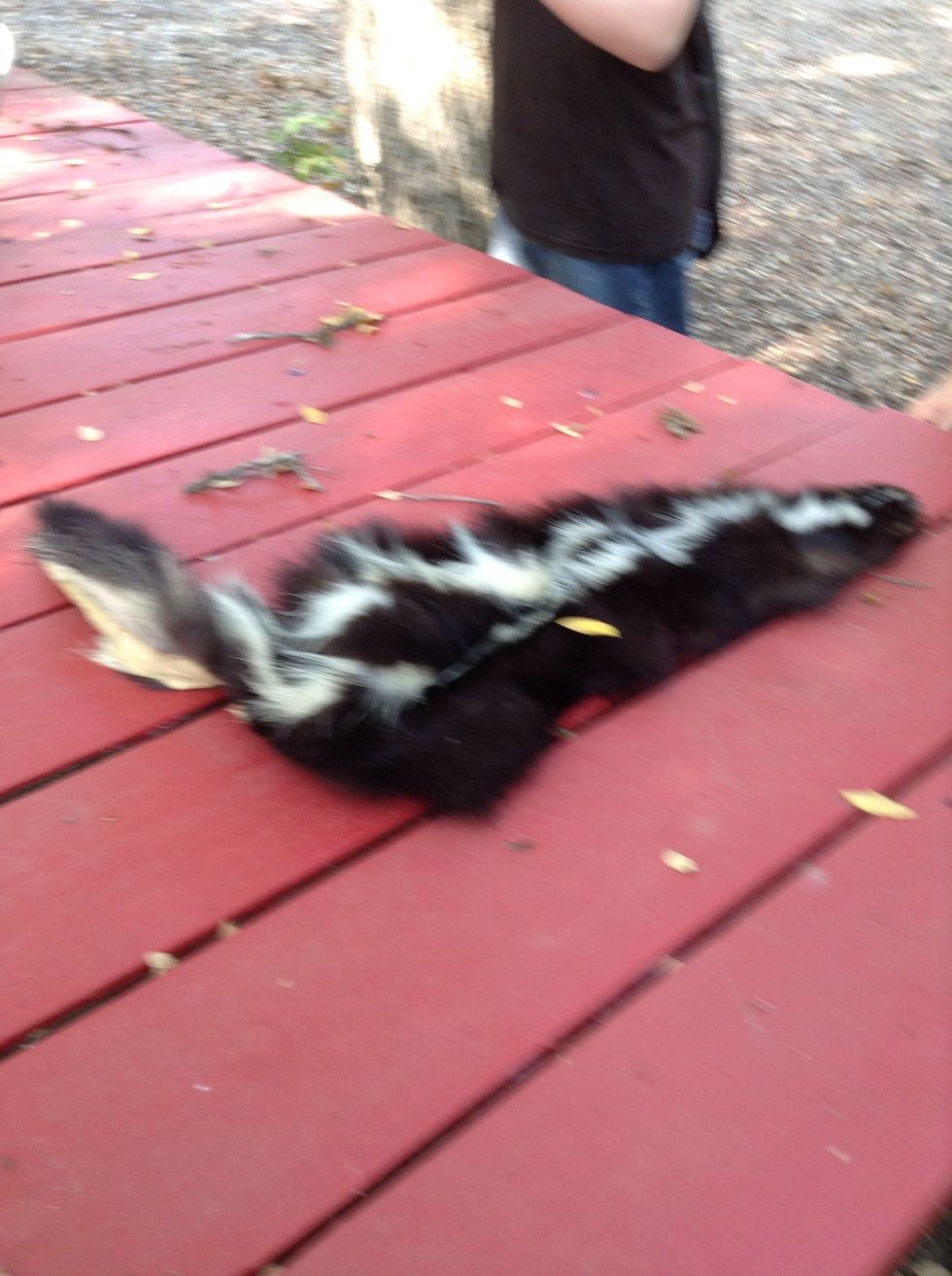 This is skunk fore it was a little stinky and a little creepy.