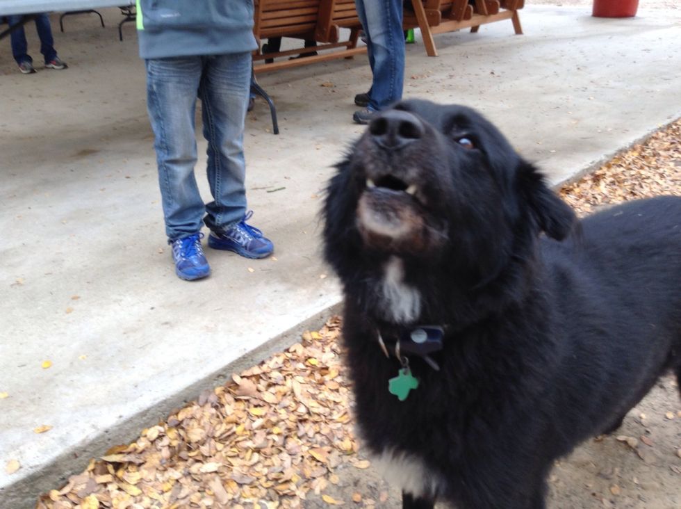 This is tex the dog of the OLC