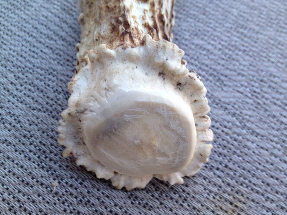 This is the bottom part of the antler that falls from the deer's head. Because it was rough and jagged, I like to sand this part. Again, this just looks more pleasing to the eye.