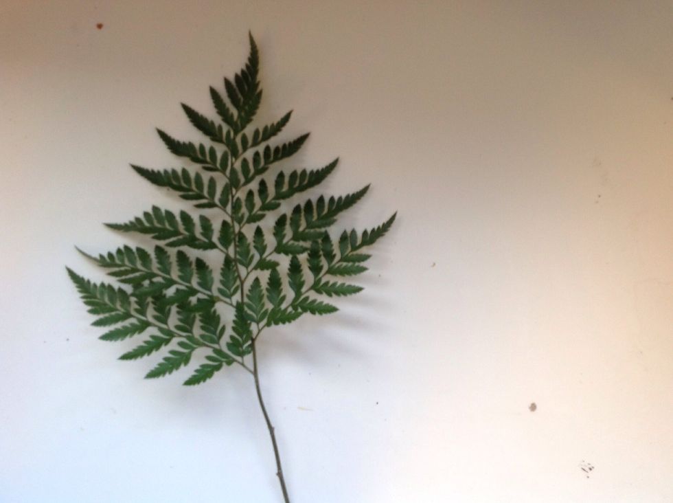 This is the cleaned leather leaf