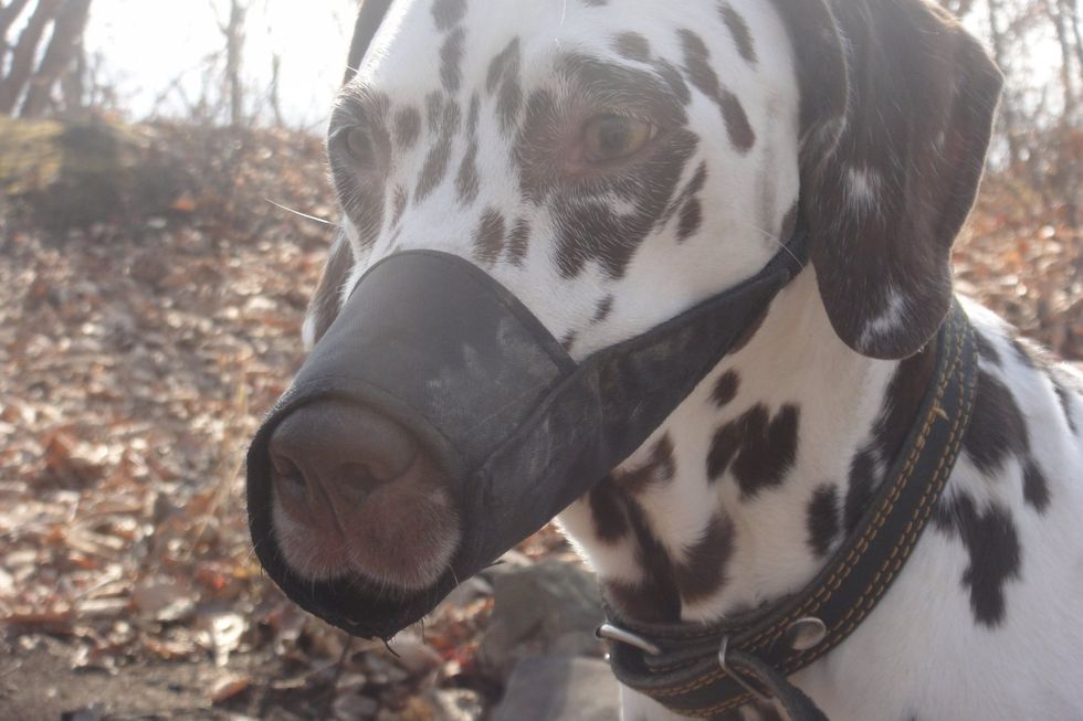 This is the first movie I took part in - "Silence of the puppies".