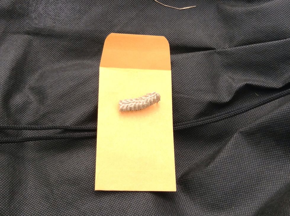 This is the fossil that I found.