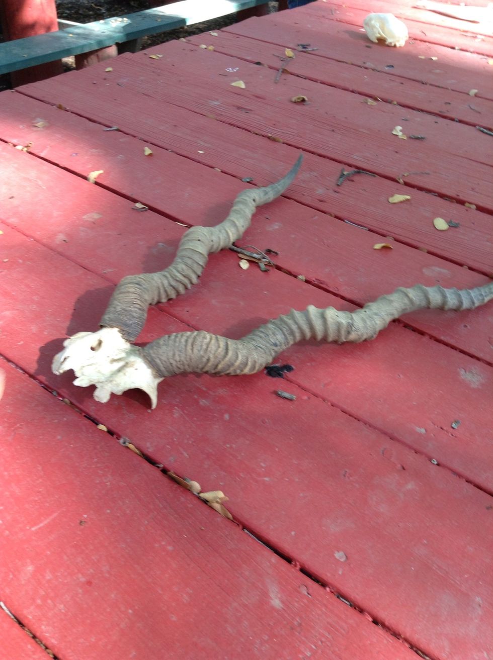 This is the horns of an Antelope. An Antelope is a type of animal. I wonder what the antelope eats besides grass?