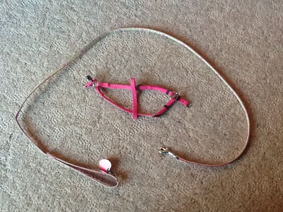 This is the leash and halter I am using.