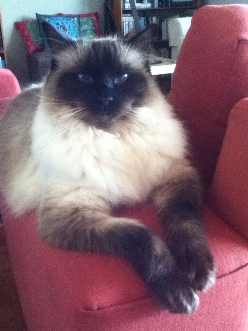 This is the little missy I am making it for