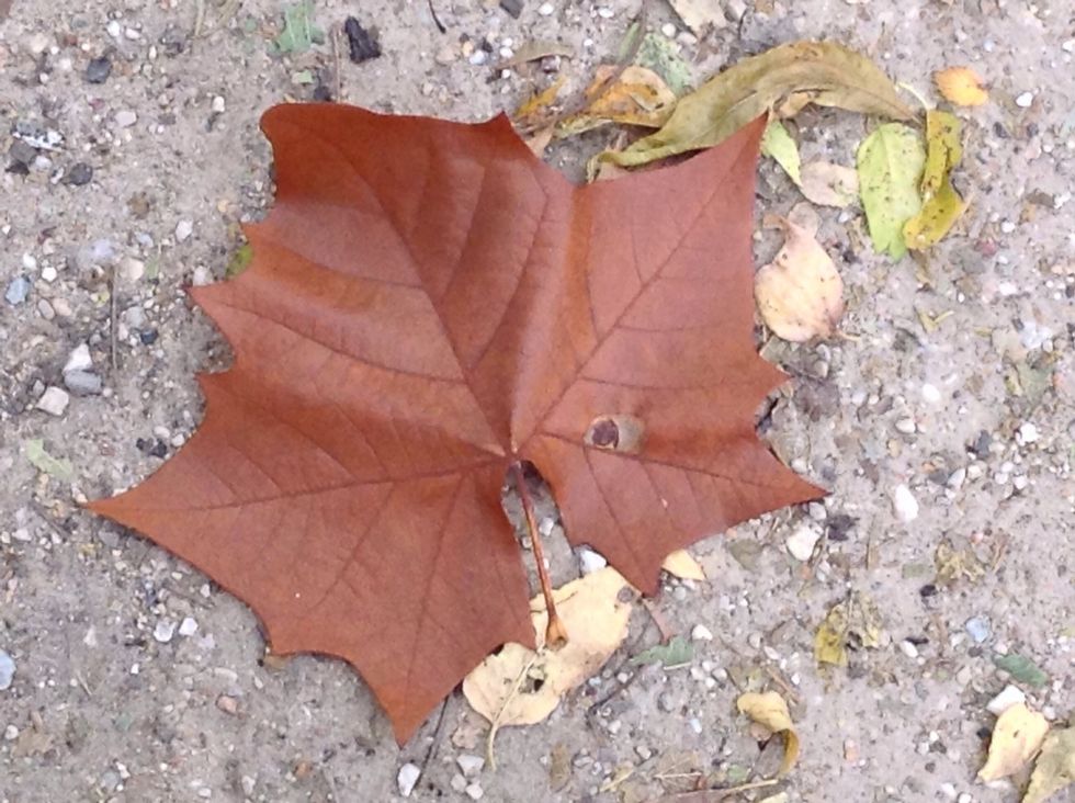 This is the maple leaf that josh found