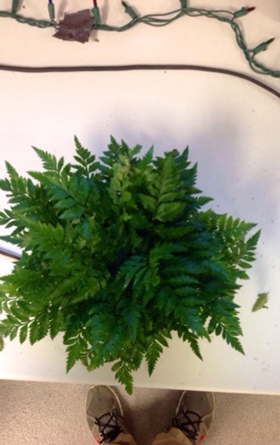 This is the oasis in the standard dish with all the greenery filled in (leather leaf). In order to achieve this step, you must fill in all the open areas. Non of the oasis should be seen. Add solidago