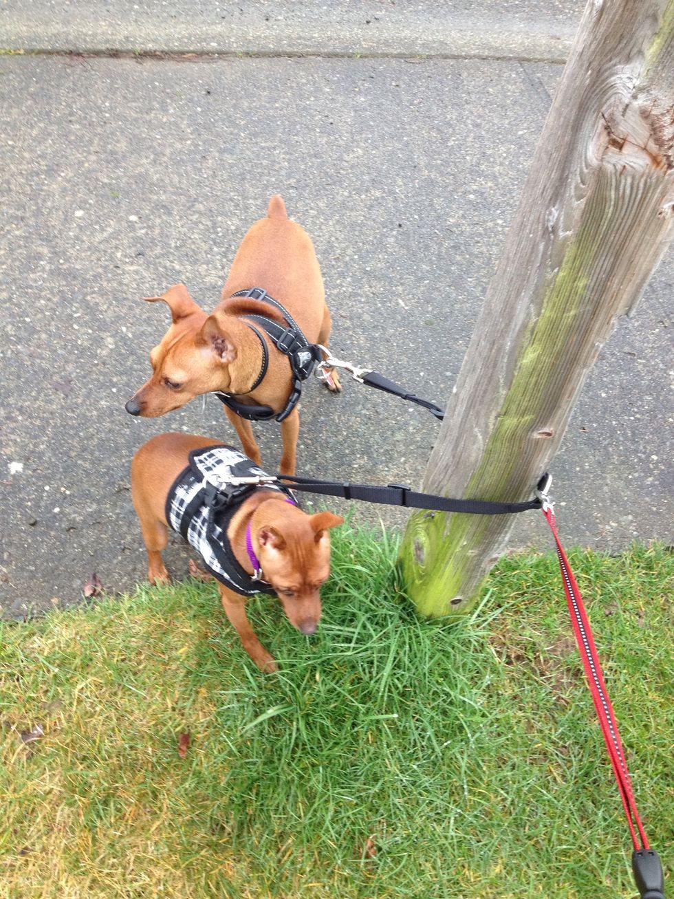 This is the only minor issue associated with using the harness....lol