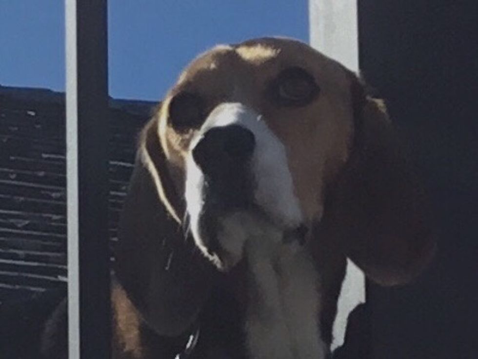 This is the picture I copied it\u2019s my beagle you can copy it if you like.