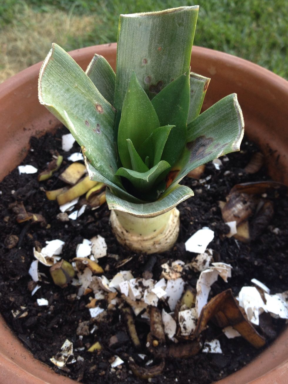 This is what it will look like a month later..I cut the old leaves so it will be easier to see the new leaves when they come in. I use a diy fertilizer of banana peels and egg shells!