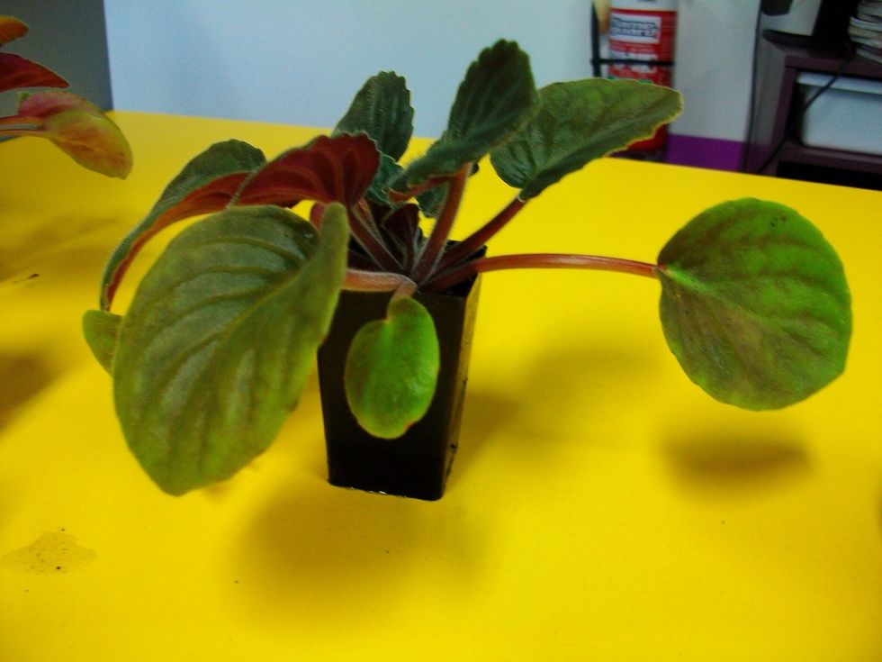 This is what the finished product should look like