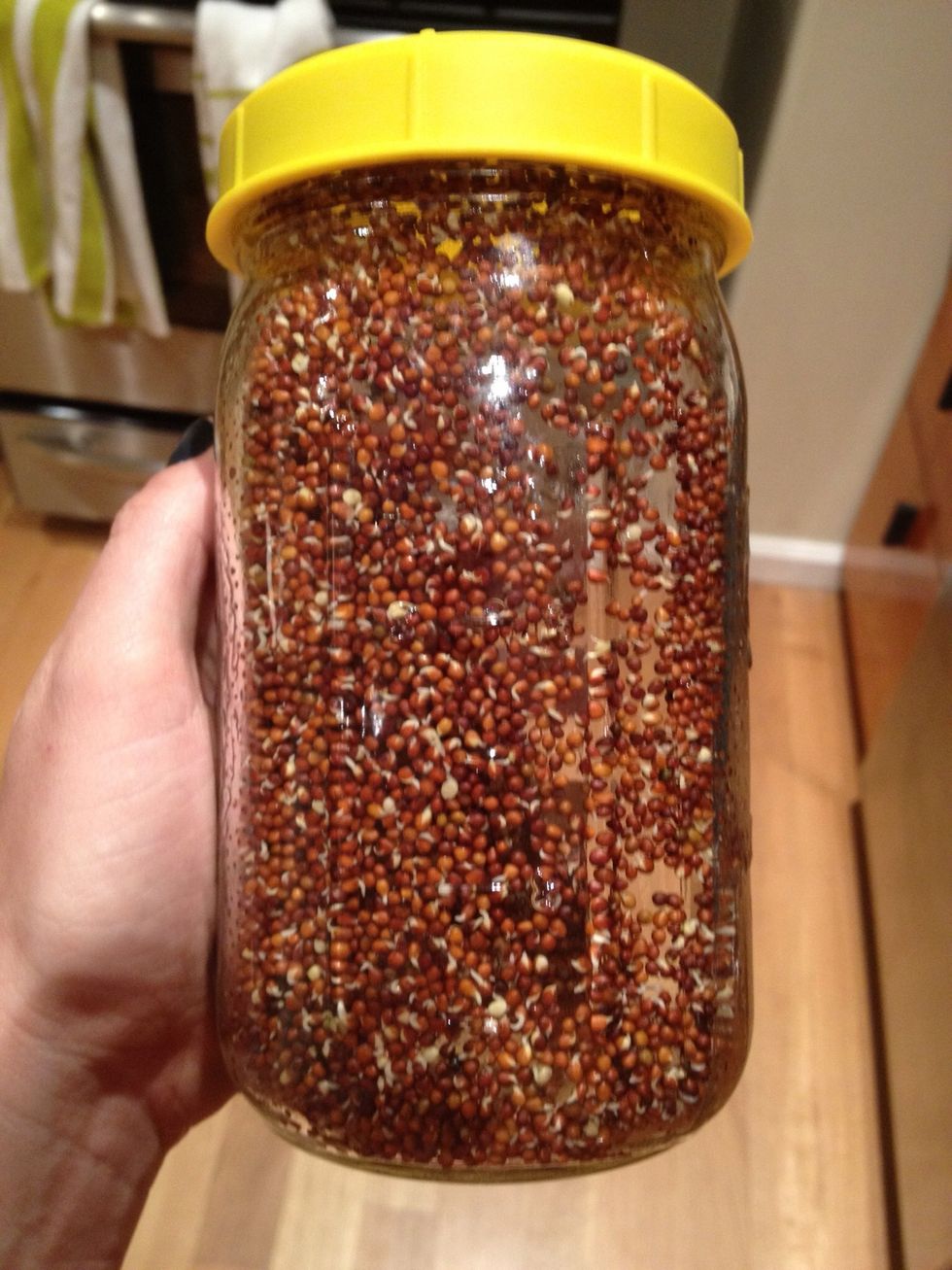 This is what the seeds look like after 24 hours. Continue rinsing 2-3 times a day, and propping the jar at an angle (as in step 9) the rest of the time.