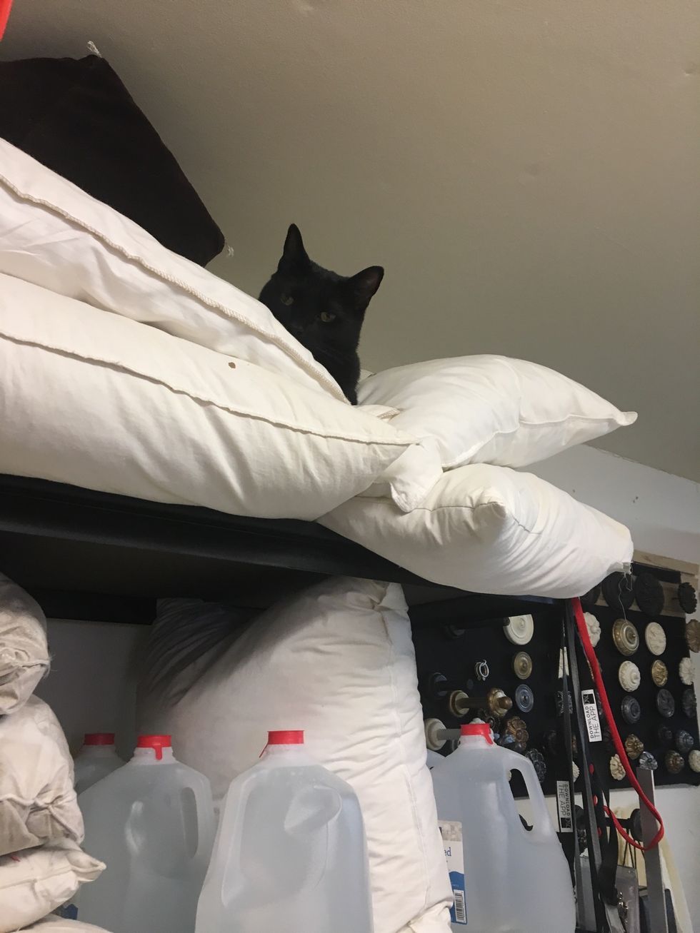This is Yoda and he loves being perched high above us all and feather pillows.  So we decided he needed his own place instead of my pillow inventory.