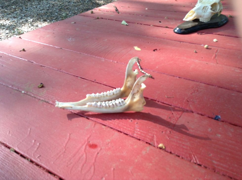 This jaw looks like a deers jaw because the teeth are dull and small.