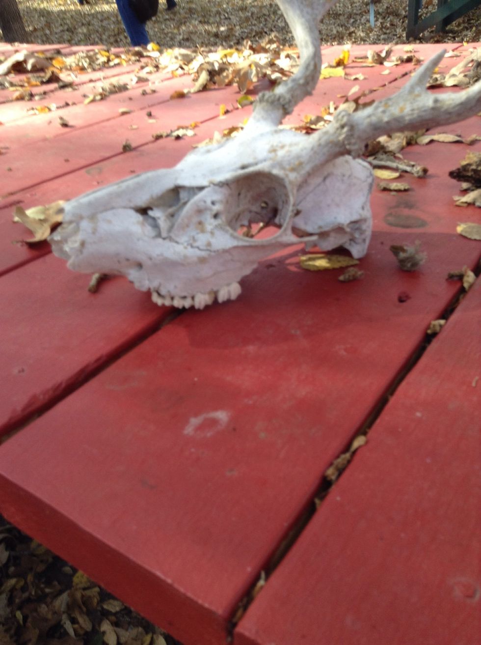 This looks like a deer skull