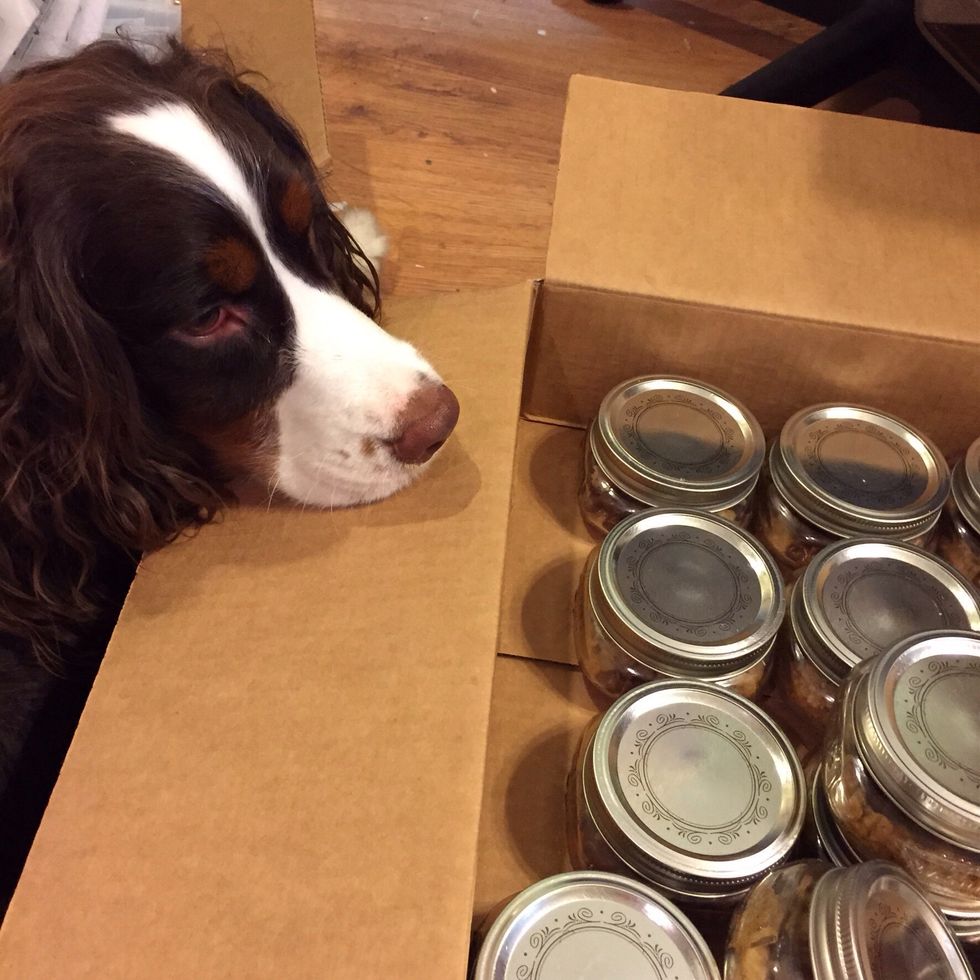 This photo is just for fun. This is Duke my Springer Spaniel! He is oh so helpful when I am creating!