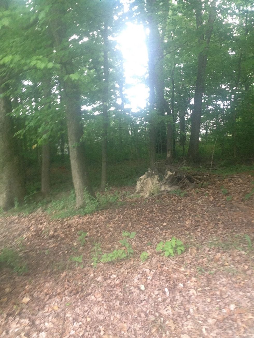 This picture stops weathering because the tree is laying on top of the land. The wind or water can wear down the land underneath.