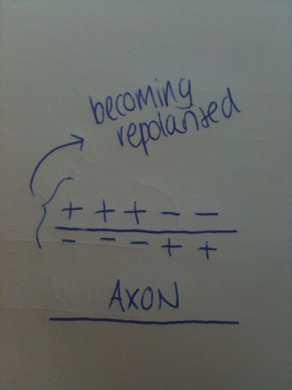 This results in the membrane becoming polarised again.