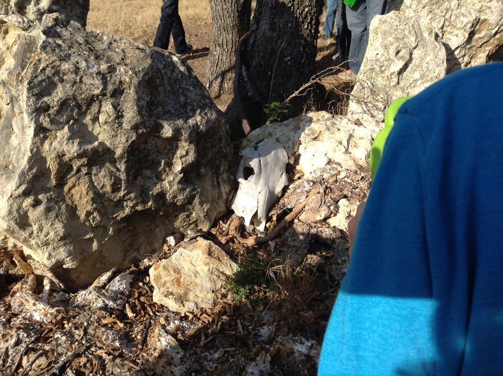 This scull looks like it was once a cow, but now it is just a scull.