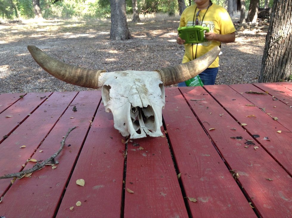 This scull was probably a bull because of its horns and the shape of the scull looks like a bulls.