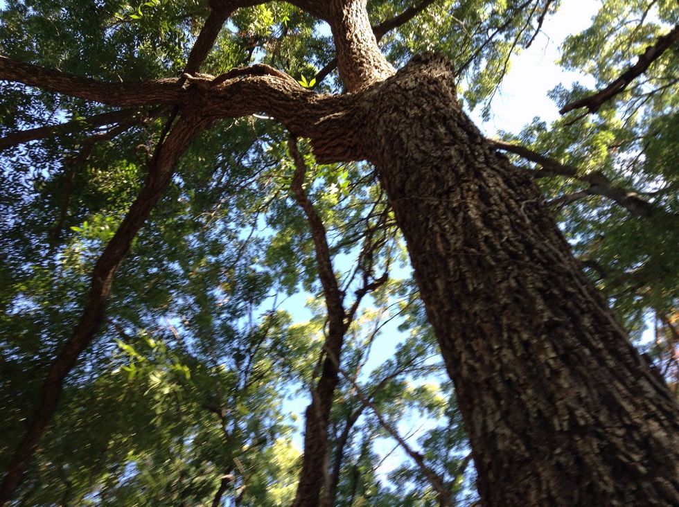This shows that the sun provides energy because the tree absorbs the sun's light and uses photosynthesis to make it into food. When animals eat the tree, the energy transfers to the animal.