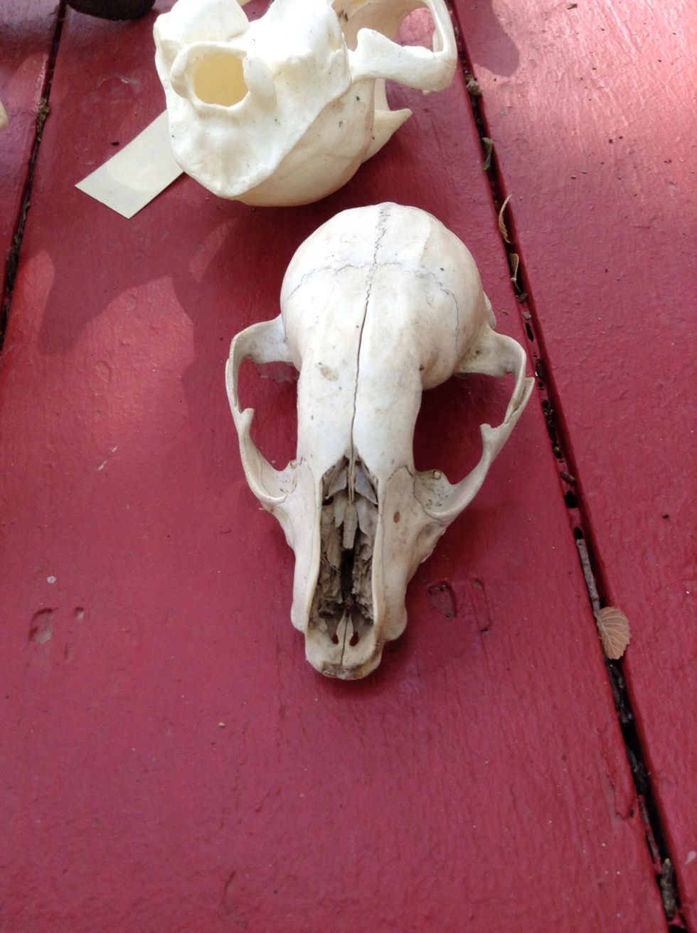 This skull is really small.