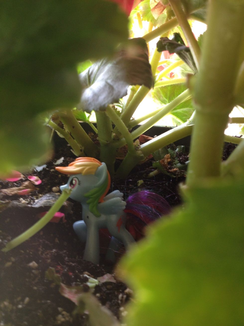 How to keep birds from nesting in your hanging plants B+C Guides