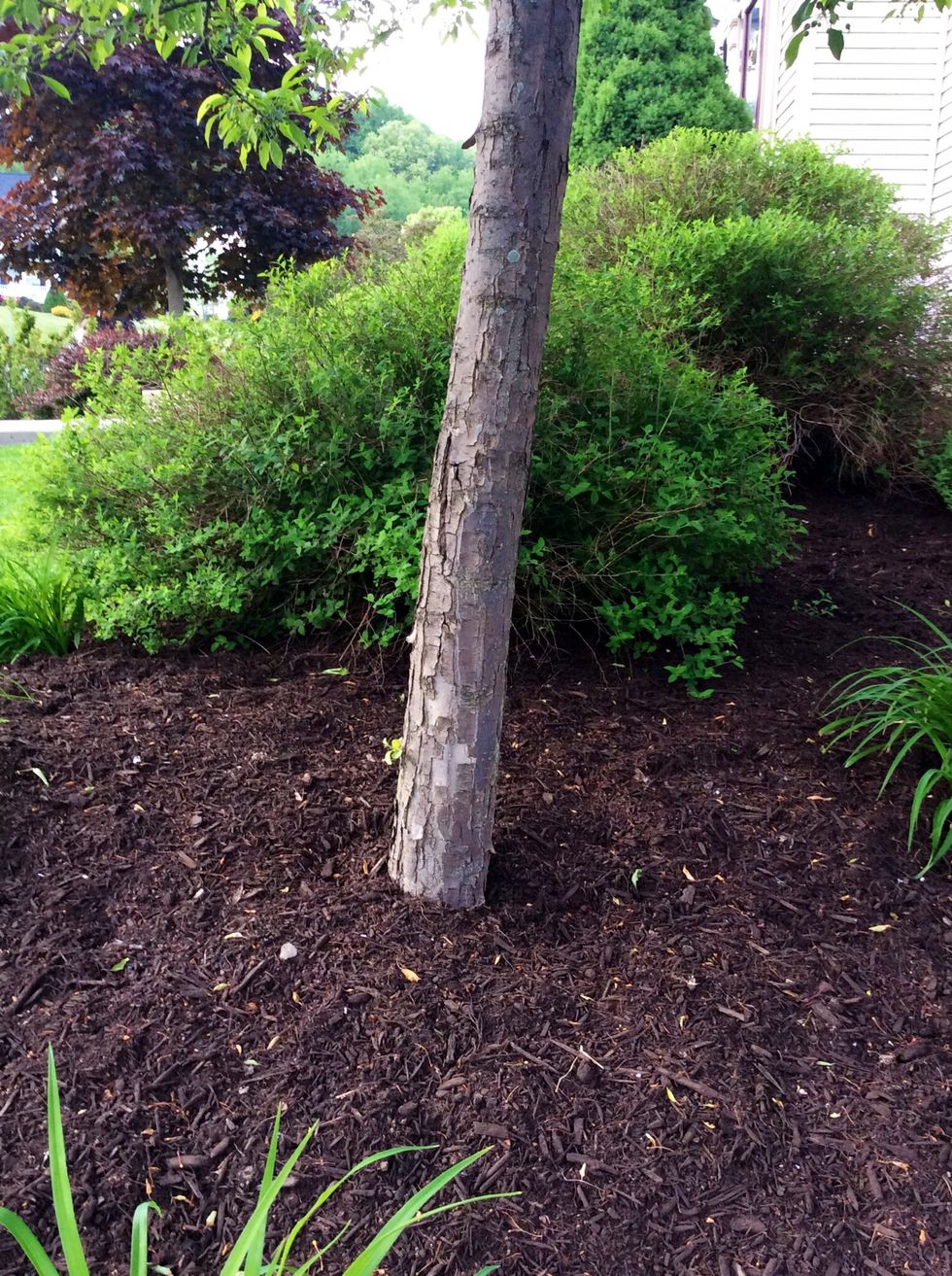 This tree has been worn down by a physical process from animals such as bark beetles. These beetles eat away the bark on the trunks of trees. This is how the tree is in shreds. When they eat away the