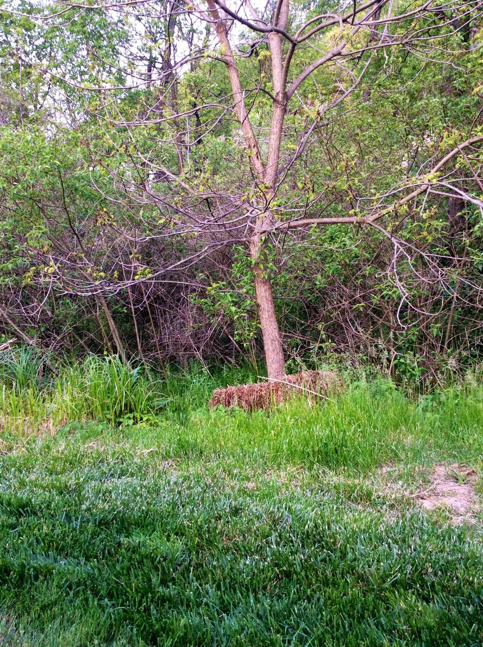 This tree has not always been there. No one ever planted it, it somehow grew there all by itself. Actually seeds fell from the tree in my backyard and they were deposited from the ground by the wind