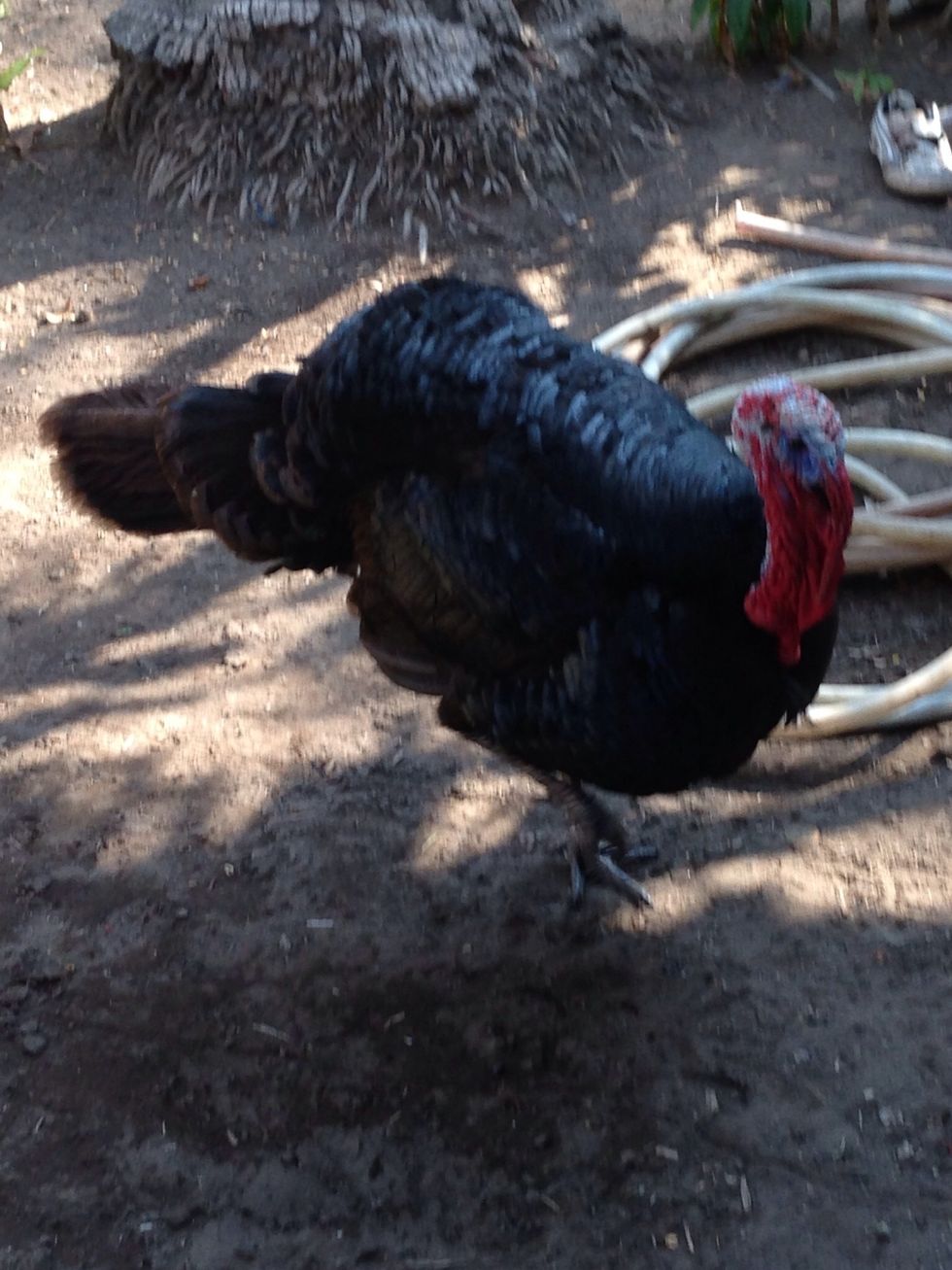 This turkey was living at the beach house and wouldn't stop bugging me. I guess the grill was near his home. But a sheet of shinny Aluminum paper waving after him did the job. Shoo Shoo get outa here