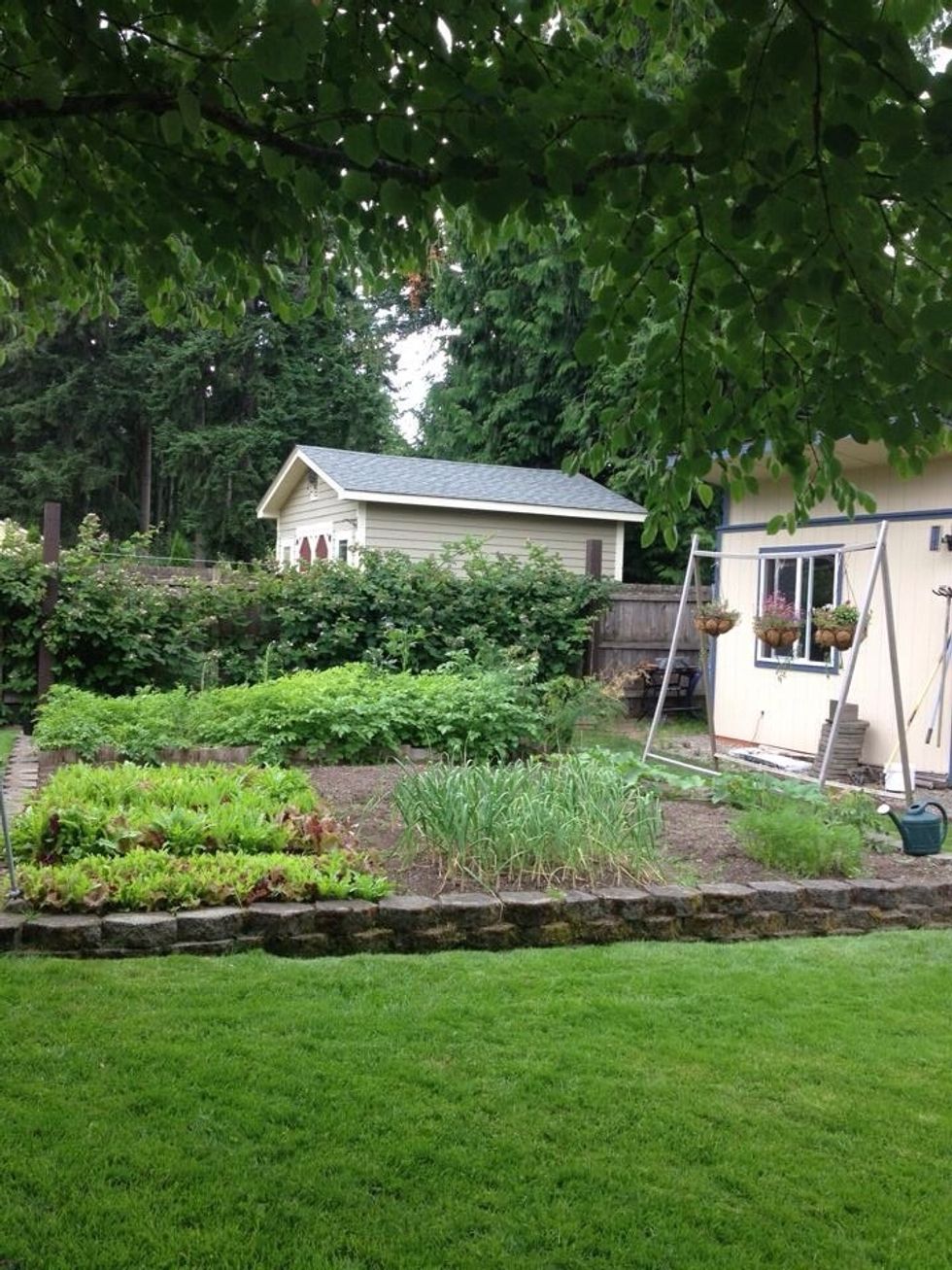 This was my garden in May. We planted the pumpkin seeds at that point.