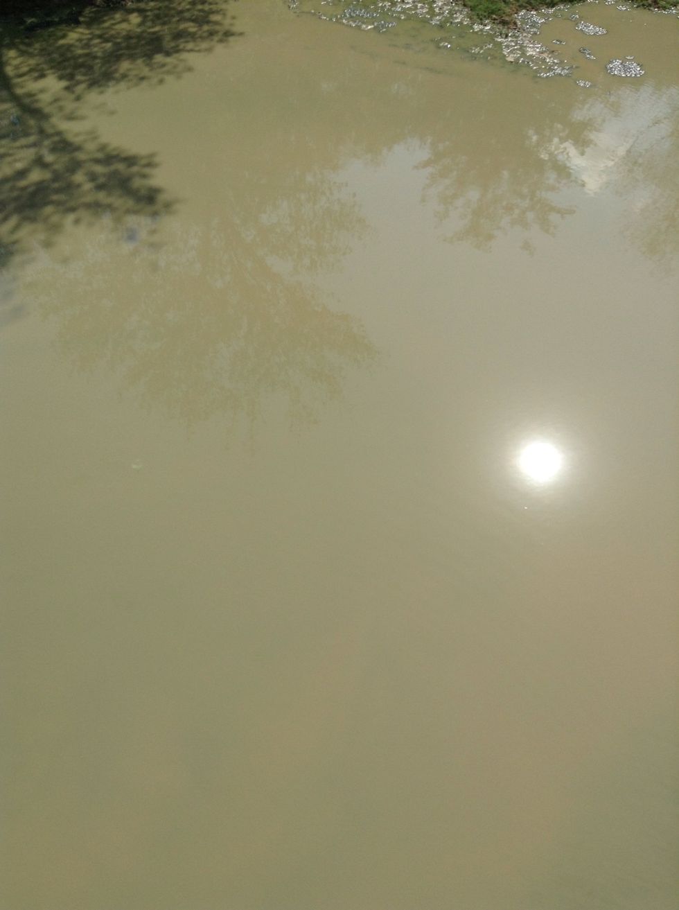 This water is just gross, or is it? This water looks brown but why?