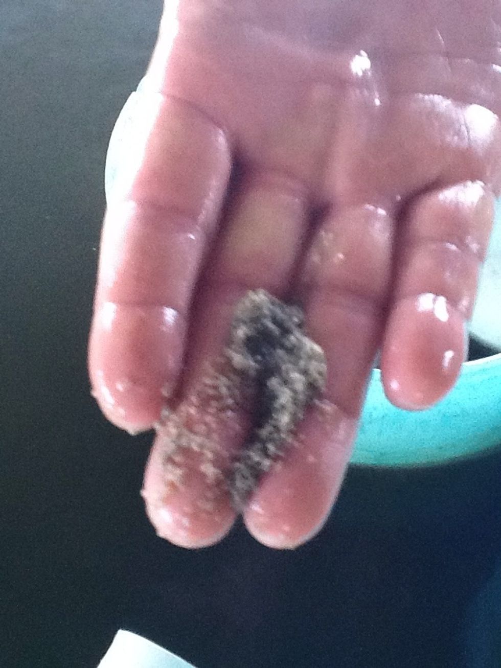 Thousands of baby clams.