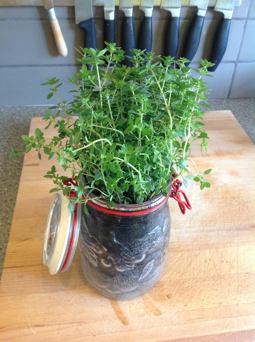 Thyme