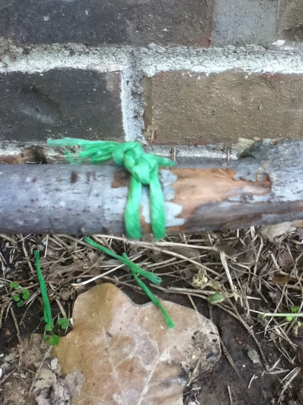 Tie both pieces of string around the ends of the squealer