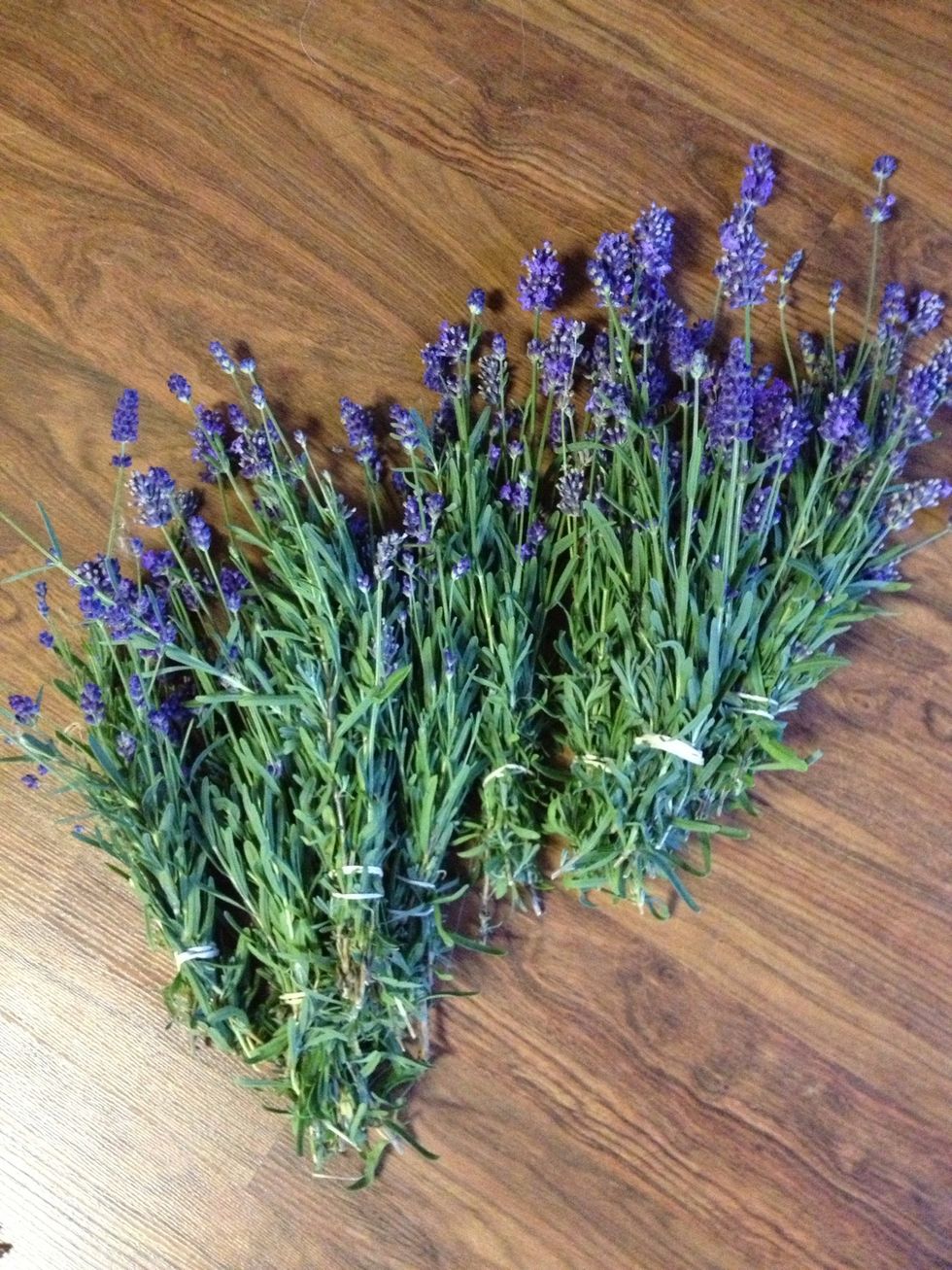 Tie bunches of lavender with elastics. Do about 5 stems per bunch, not too many as you don't want mould to form. Use an elastic to tie the bunches because as the lavender dries the bunches may shrink.