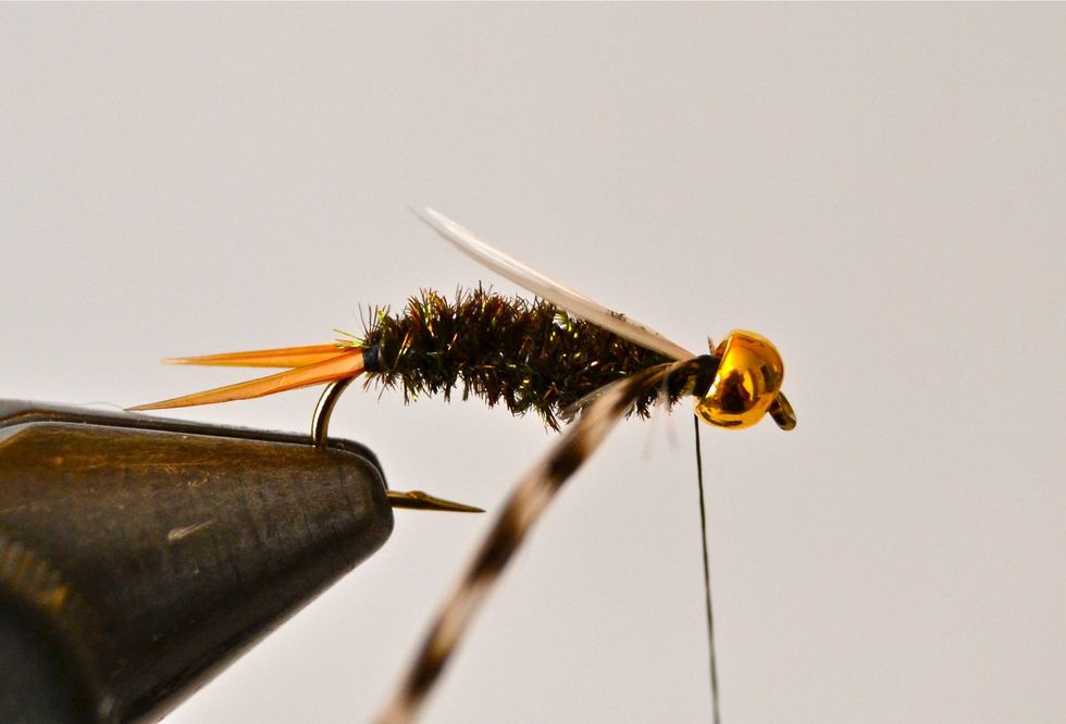 Tie in a single strand of size 14 Grizzly hackle right behind the bead head.