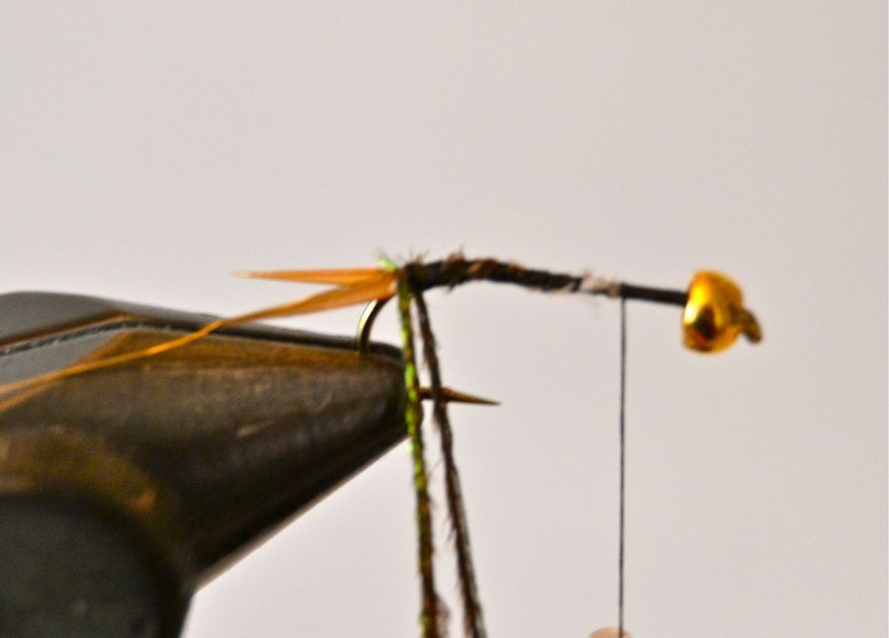 Tie in two strands of peacock hurl at the very front of the tail....immediately in front of the gold wire and then wind the thread forward a ways. Sorry for the 'blurry' picture here :-(