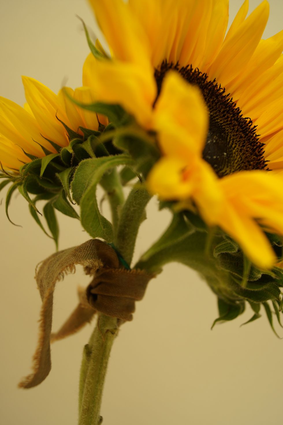 Tie sunflowers together with OASIS\u2122 Raw Muslin